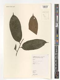 Image result for Annickia ambigua