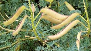 Image result for Erythrostemon gilliesii