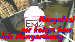 Cara Mengatasi Kolam Lele Bau Youtube