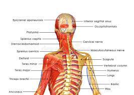 This quiz focuses on the 23 largest muscles—the ones that account for most of your mobility and strength. Muscular Body Labelled Stock Illustration Illustration Of Fitness 46887349