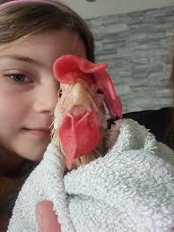 My rescue I got yesterday Bathed in Epsom warm water any ideas how to get  her dry quicker ? Mite power bought got her some vitamins and wormer feed