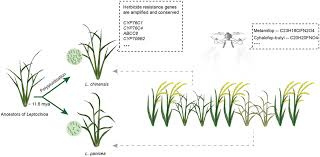 Image result for Leptochloa panicea