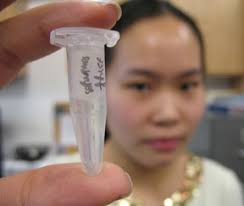 SEM image of the week: Zebrafish embryos : Midwood Science : The Home of  Midwood Science Research