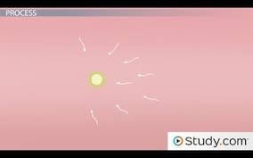 What are the steps of fertilization in humans? What Is Human Fertilization Process Definition Symptoms Video Lesson Transcript Study Com