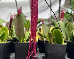 Image result for Bulbophyllum prorepens