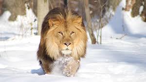 Wildlife Lion Pic Download Lion Wallpaper Hd Download 1920x1080 Wallpaper Teahub Io Wildlife is part of the animals & birds wallpapers collection. wildlife lion pic download lion