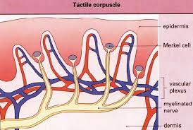 They are associated with the sense of light touch discrimination of shapes and textures. 2 1 Schematic Of The Location Of Merkel Cells Within The Epidermis And Download Scientific Diagram