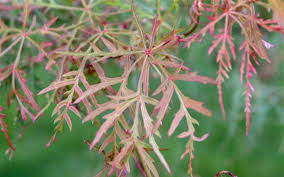 Acer palmatum 'baldsmith' _ japanese maple _. Baldsmith Japanese Maple 1 Gallon 24 30 Avg Ht High Graft Tree Perennial Japanese Maples Green Leaf Togogarden