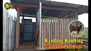 Sehingga dapat menghemat ruang dan biaya pembuatan kandang. Kandang Kambing Umbaran Sederhana Youtube