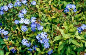 Image result for Ceratostigma willmottianum