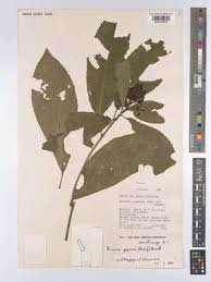 Image result for Rinorea ferruginea