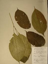 Image result for Maesobotrya floribunda