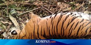 Check spelling or type a new query. Cerita Harimau Sumatera Bunting Mati Tergantung Tali Jerat Halaman All Kompas Com