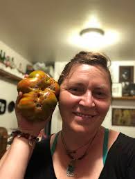 Harvesting organic tomatoes from container garden