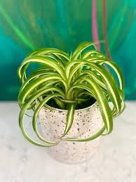 Image result for Chlorophytum stolzii