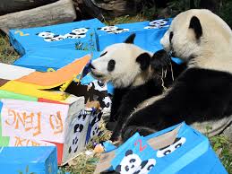 Check spelling or type a new query. Panda Yang Yang Malt Bilder Wien Orf At