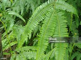 Image result for Nesaea linearis
