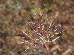 Image result for Pentameris