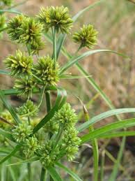 Image result for Pycreus flavescens