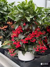 Image result for Ardisia