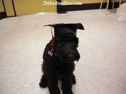 If you lead them around the house and take an active interest in their training, you should see an amazing amount of loyalty, obedience, and receptivity. Debs Doodles