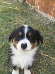 California rent house for sale. Australian Shepherd Puppy For Sale In Bakersfield Ca Adn 45350 On Puppyfin Australian Shepherd Puppies Australian Shepherd Australian Shepherd Puppy For Sale