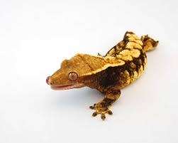 Also noteworthy, because of their ease of care, the crested gecko for sale are ideal pet reptiles for sale for beginners. Harlequin Crested Geckos For Sale Tortoise For Sale Baby Turtles For Sale Online Tortoise Breeders Near Me