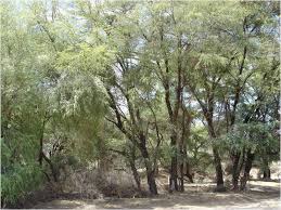 Image result for Oldfieldia dactylophylla