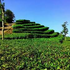 Jip kebun teh nglinggo, kota yogyakarta. Wisata Kebun Teh Samigaluh Nglinggo Jogja Yang Wajib Dikunjungi Tempatwisataunik Com