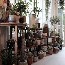 変わった樹形の植物をアートのように楽しみ 枯れた木の風合いのコントラストを楽しめる サボテンの庭 ガーデニング 棚 インテリアガーデン