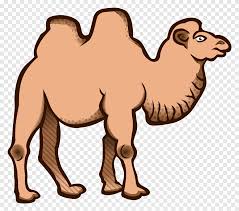 Camel is exceptional in its ability to travel long distances with very little food and water. Wild Bactrian Camel Dromedary Camel Mammal Animals Png Pngegg