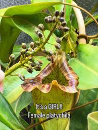 Image result for Eriosema burkei