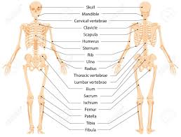 The human skeleton is the internal framework of the human body. Human Anatomical Skeleton Infographic Front View And Back View Royalty Free Cliparts Vectors And Stock Illustration Image 141229845