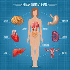 There also are bands of fibrous connective tissue—the ligaments and the tendons—in intimate relationship with the parts of the skeleton. Free Vector Human Body Parts Composition