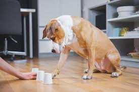 For pets sake dog training. Brain Training For Dogs Fun Exercises To Try Great Pet Care