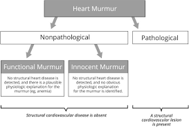 Nomenclature Of Pathologic And Nonpathologic Heart Murmurs 1