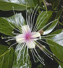 Kembang dese, lombok, nusa tenggara barat, indonesia. Kembang Wikipedia Sunda Ensiklopedi Bebas