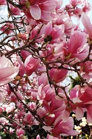 The saucer magnolias are in outrageously heavy bloom everywhere i go, and everywhere i look. Saucer Magnolia Trees Magnolia Trees Saucer Magnolia Tree Flowering Trees