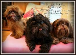 Shih Tzu Dog Black And Brown Gorgeous Akc Liver Chocolate Shih Tzu Akc Black Shih Tzu Puppies Coming Shih Tzu Shih Tzu Puppy Shih Tzu Grooming