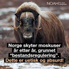 Norwegian trio playing mostly improvised music. 40 Moskus Skal Skytes Pa Dovrefjell Noah For Dyrs Rettigheter Facebook