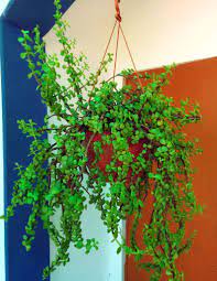 Grow Magnificent Jade Plant In Hanging Basket Easily Hanging Plants Indoor Jade Plants Hanging Plants