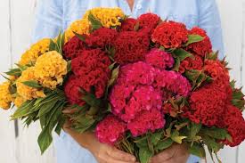 How to grow a lot of strawberries. How To Plant Grow A Cut Flower Garden Plus 5 Flowers To Get Started