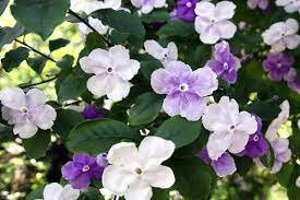 In botanica si chiamano piante sempreverdi quelle piante che. Brunfelsia La Sempreverde Dai Bellissimi Fiori Coltivazione E Varieta