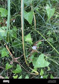 Image result for Zehneria parvifolia