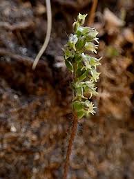 Image result for Holothrix villosa