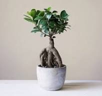 Chinese banyan Care