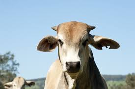 Livestock Ownership Requirements For Small Landholders Agriculture And Food