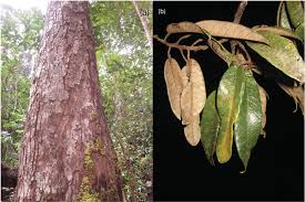 Image result for Dipterocarpaceae