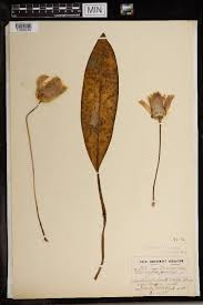 Image result for Scadoxus pole-evansii