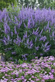 Image result for Vitex patula